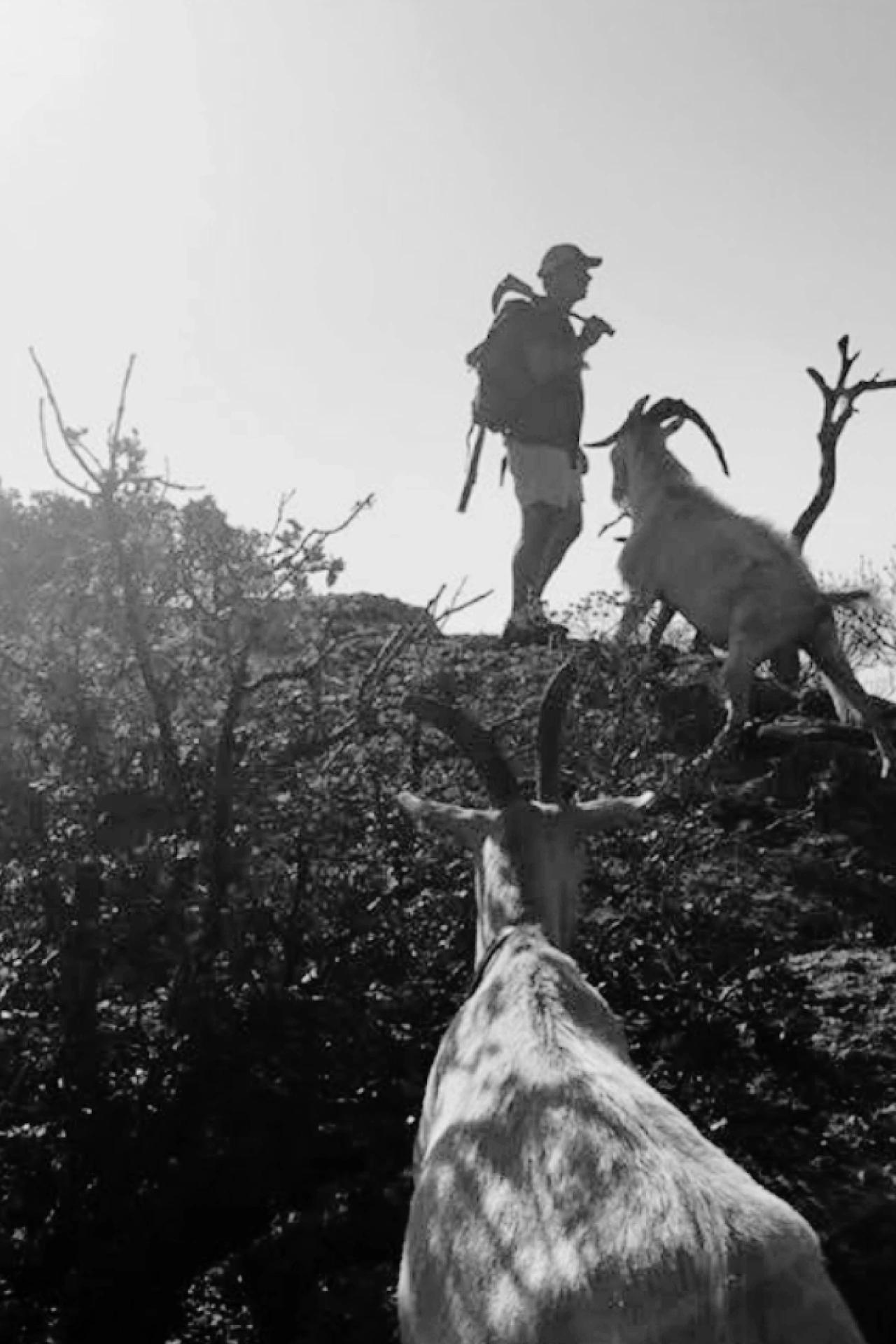 La création des Oliviers de Palombaggia