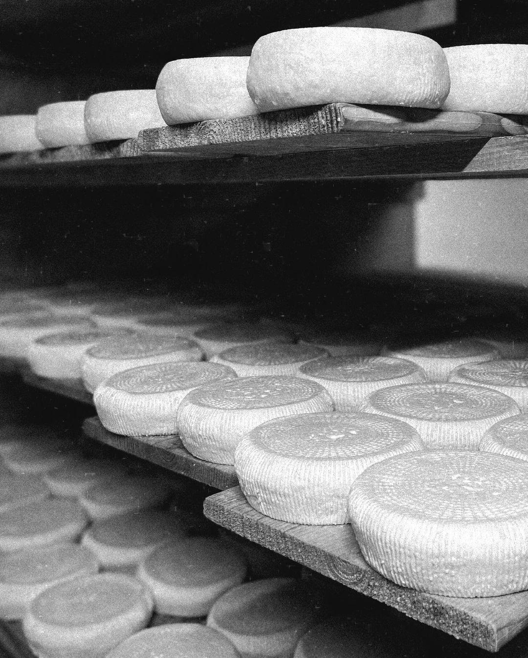 Plusieurs fromages de chèvre aux Oliviers de Palombaggia en Corse-du-Sud.