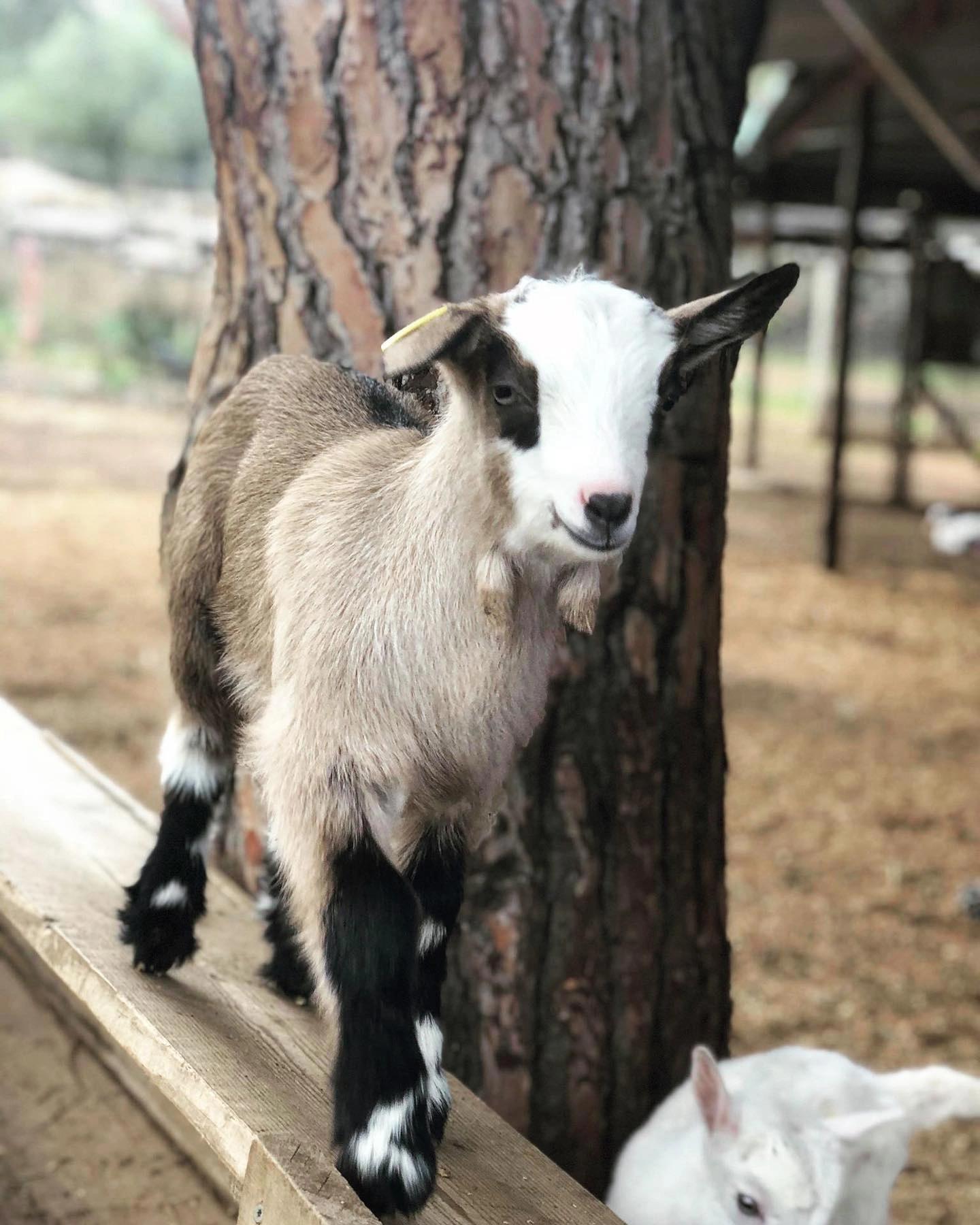 Chèvres à côté d'un arbre près des Oliviers de Palombaggia en Corse-du-Sud.