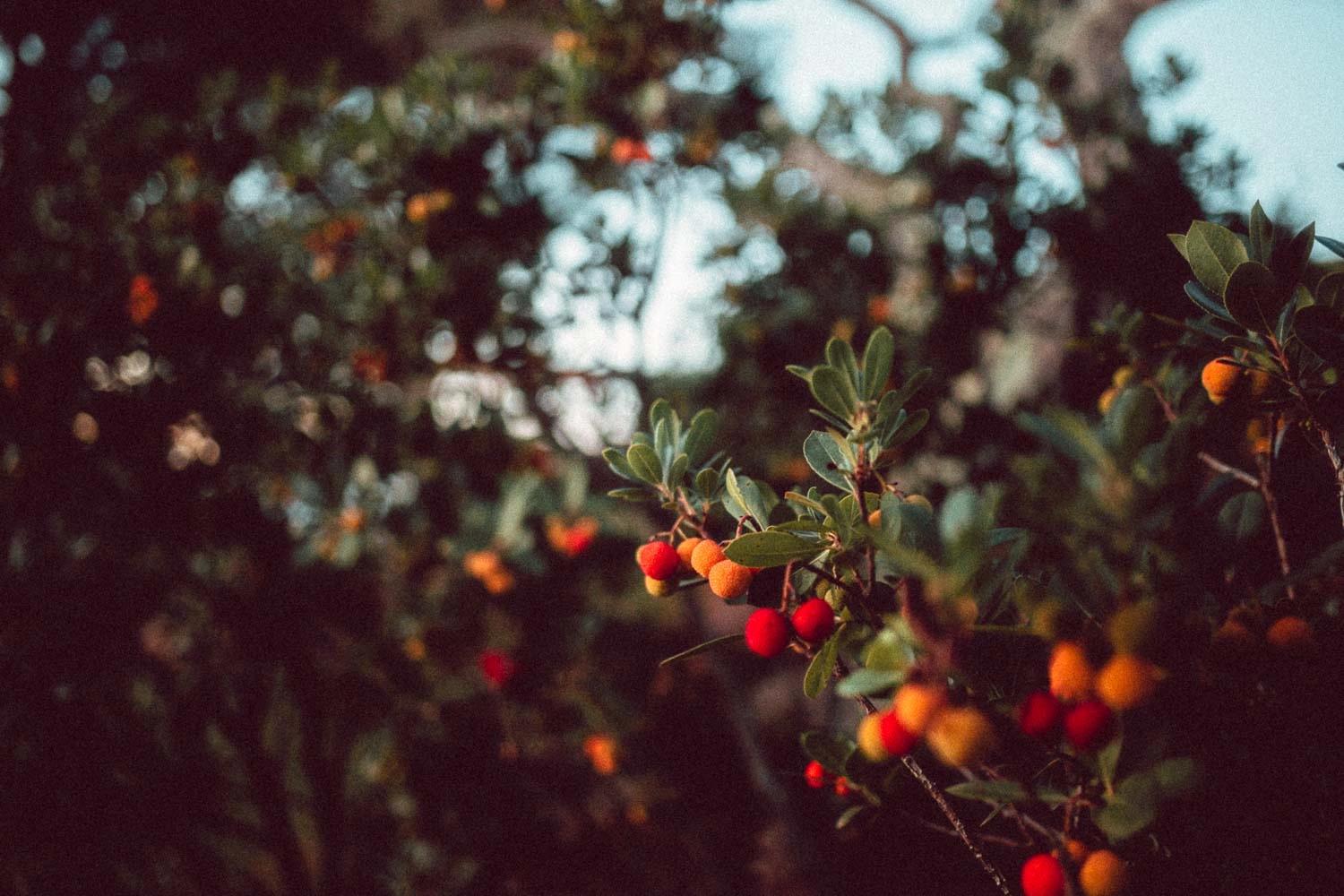 Potager biologique au domaine des Oliviers à Palombaggia